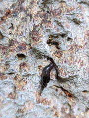 Parmacochlea balios