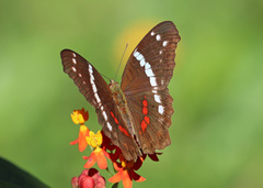 Anartia fatima colima