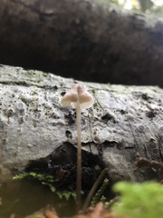 Mycena leptocephala
