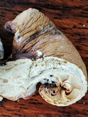Fungi