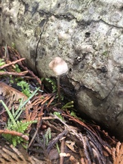 Mycena leptocephala