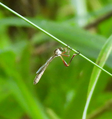 Leptogaster