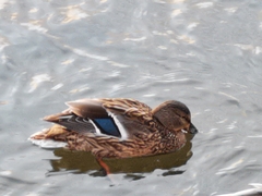 Anas platyrhynchos