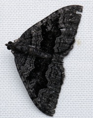 Xanthorhoe anthracinata