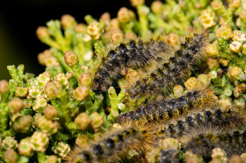 Silver-spotted Tiger Moth