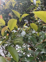 Syzygium formosanum
