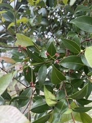 Syzygium formosanum