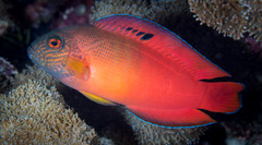 Labracinus cyclophthalmus