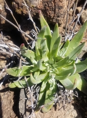 Dudleya abramsii setchellii
