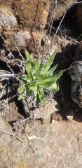 Dudleya abramsii setchellii