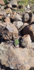 Dudleya abramsii setchellii