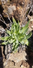 Dudleya abramsii setchellii
