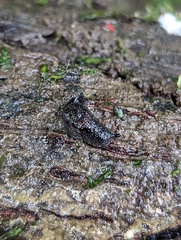 Parmacochlea balios