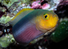 Pseudochromis bitaeniatus