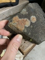 Ionaspis obtecta