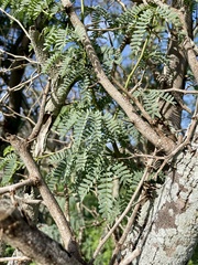 Prosopis pallida