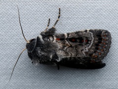 Proteuxoa rubripuncta