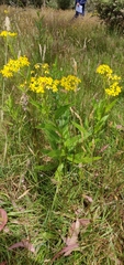 Senecio linearifolius