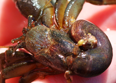 Pagurus middendorffii