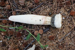 Itajahya galericulata