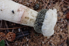 Itajahya galericulata