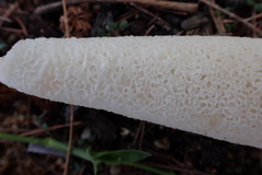 Itajahya galericulata