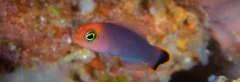 Pseudochromis elongatus