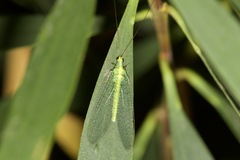 Apertochrysa edwardsi
