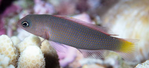 Marshall dottyback (Pseudochromis marshallensis) — Pseudochromidae