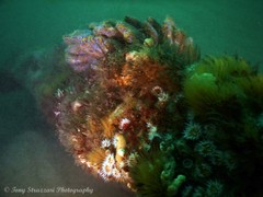 Botrylloides magnicoecus