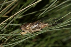 Gelidea torrida