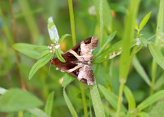 Melipotis fasciolaris