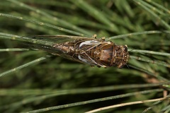 Gelidea torrida