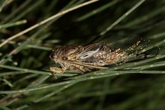 Gelidea torrida