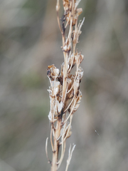 Toxicoscordion venenosum