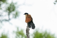 Centropus senegalensis