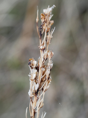 Toxicoscordion venenosum