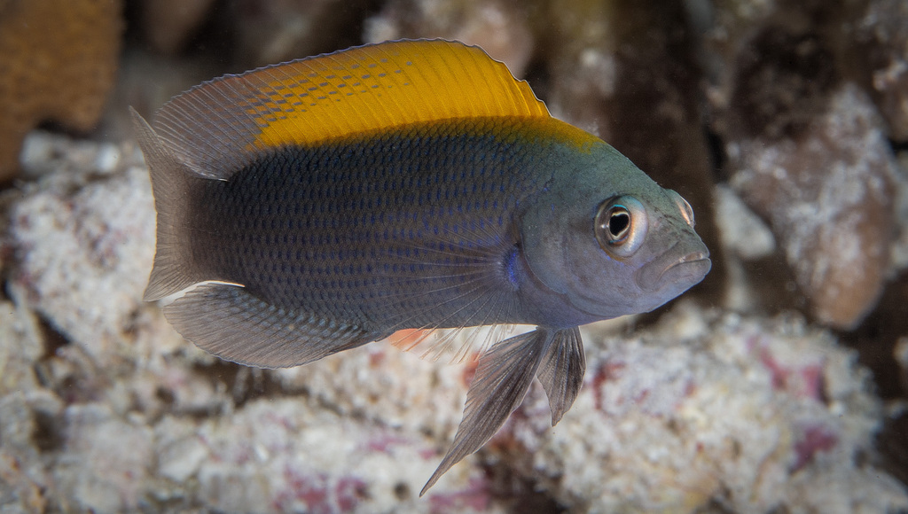 Brown Dottyback