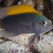 Pseudochromis fuscus - Photo (c) Wayne and Pam Osborn,  זכויות יוצרים חלקיות (CC BY-NC), הועלה על ידי Wayne and Pam Osborn