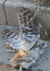 Tyto alba poensis