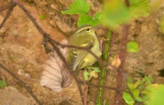 Phylloscopus humei