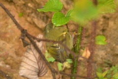 Phylloscopus humei
