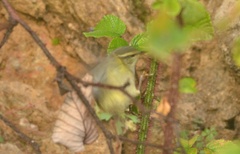 Phylloscopus humei