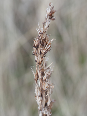 Toxicoscordion venenosum