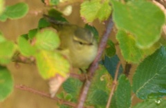 Phylloscopus humei