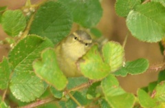 Phylloscopus humei