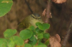 Phylloscopus humei
