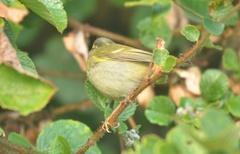 Phylloscopus humei