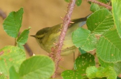 Phylloscopus humei