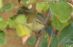 Phylloscopus humei